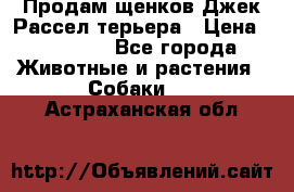 Продам щенков Джек Рассел терьера › Цена ­ 25 000 - Все города Животные и растения » Собаки   . Астраханская обл.